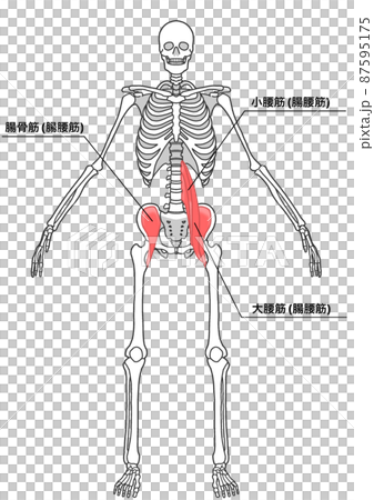 Human whole body skeleton and iliopsoas muscle (Japanese name of each part) Human whole body skeleton and iliopsoas muscle (Japanese name of each part) 87595175