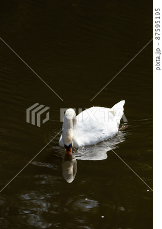 EOSRP.愛媛松山、暗がり白鳥。 87595195