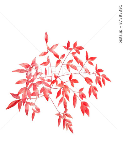 紅葉した南天の葉【手描き水彩画】白バック 透過背景 コピースペースあり 紅葉した南天の葉【手描き水彩画】白バック 透過背景 コピースペースあり 87595391