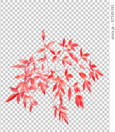紅葉した南天の葉【手描き水彩画】白バック 透過背景 コピースペースあり 紅葉した南天の葉【手描き水彩画】白バック 透過背景 コピースペースあり 87595391