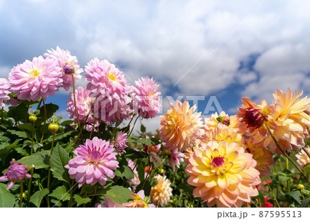 滋賀県高島市　秋のびわこ函館山山頂に広がるカラフルなダリア 87595513