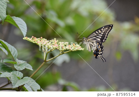アゲハチョウ アゲハチョウ 87595514
