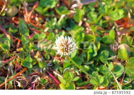 シロツメクサ　白い花 87595592