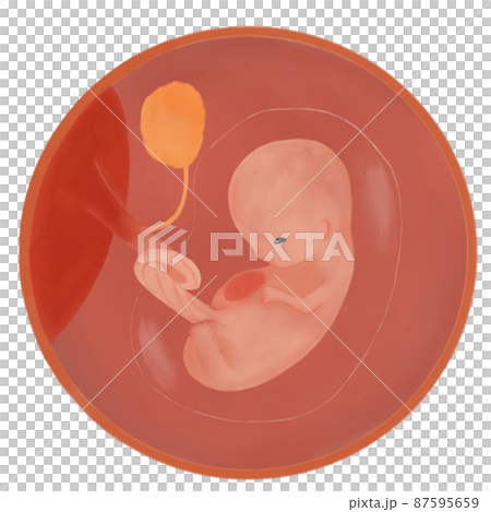 妊娠 10 週胎兒的水彩插圖 87595659