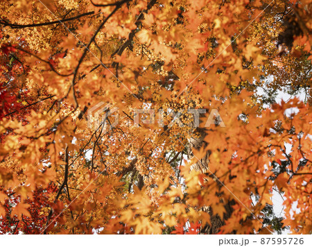 紅葉 87595726