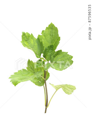Patchouli oil leaves white background Patchouli oil leaves white background 87596535