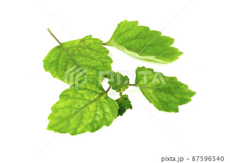 Patchouli oil leaves white background 87596540
