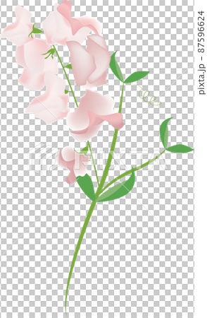 スイートピーの花のイラスト素材