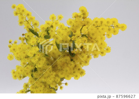 ミモザの切花 早春 ミモザの切花 早春 87596627