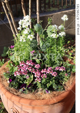 ユーカリポポラス、千鳥草 花の寄せ植え ユーカリポポラス、千鳥草 花の寄せ植え 87596785