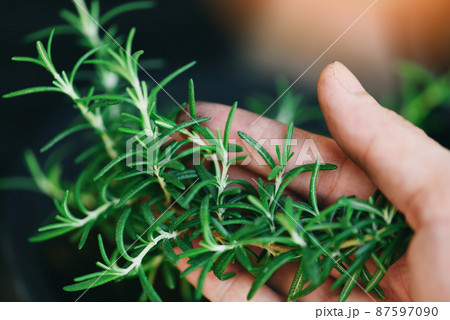 rosemary herb, fresh rosemary on hand and natute garden background rosemary herb, fresh rosemary on hand and natute garden background 87597090