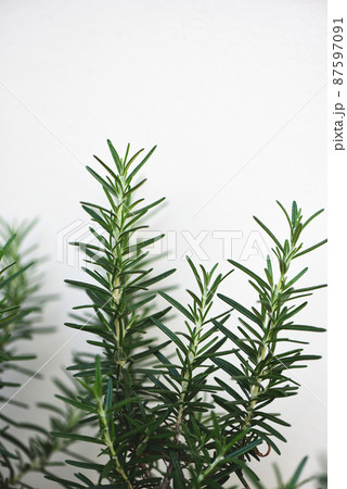 fresh rosemary on white grey background in the garden, rosemary herb 87597091