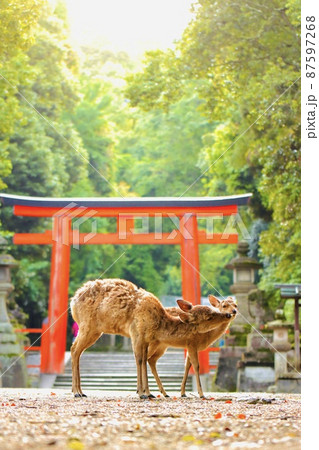 奈良の鹿 87597268