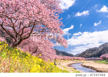 《静岡県》満開の河津桜・南伊豆町 87597469