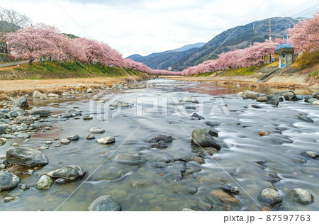 静岡県/ 満開の河津桜並木 静岡県/ 満開の河津桜並木 87597763