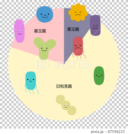 腸内細菌（善玉菌・悪玉菌・日和見菌）の割合を表したベクターイラスト（白背景・切り抜き） 87598225