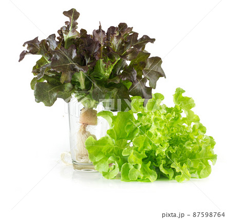 Fresh red and green oak vegetable 87598764