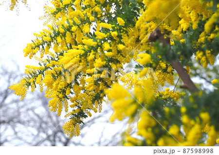 ミモザアカシアの花　 87598998