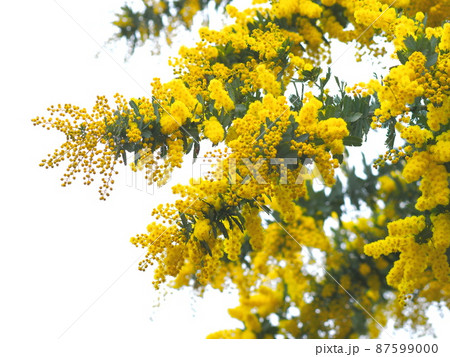 ミモザアカシアの花 ミモザアカシアの花 87599000