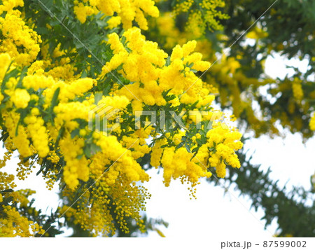 ミモザアカシアの花　 87599002