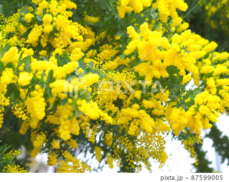 ミモザアカシアの花　 87599005