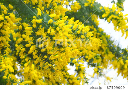 ミモザアカシアの花　 87599009