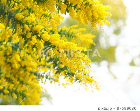 ミモザアカシアの花 ミモザアカシアの花 87599030