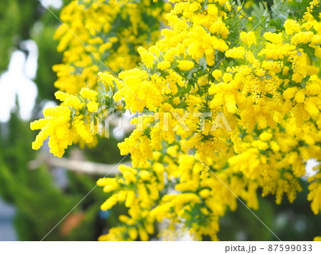 ミモザアカシアの花　 87599033