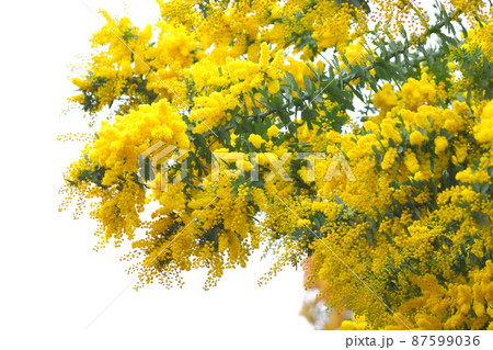 ミモザアカシアの花　 87599036