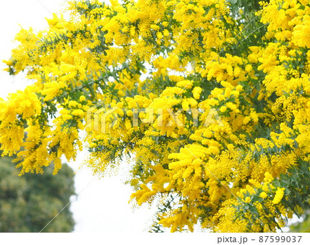 ミモザアカシアの花　 87599037