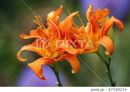 Orange Daylily - Hemerocallis fulva - with Purple Blooming Artichokes in Background 87599254