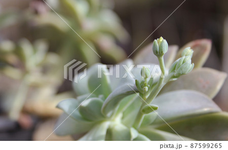 Hen and Chicks Houseplant Echeveria elegans With Flower Blooms 87599265