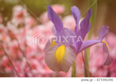 Purple Iris in Springtime Garden With Pink Flowers in Background Purple Iris in Springtime Garden With Pink Flowers in Background 87599266