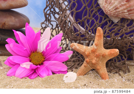Sea Shells With Flower and Starfish on Beach 87599484
