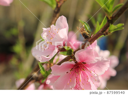 Peach Tree with Pink Blossoms and Bee Close up Peach Tree with Pink Blossoms and Bee Close up 87599540