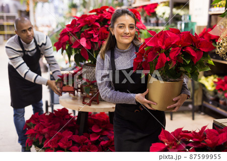 Friendly female flower shop owner offering blooming potted plants Poinsettias pulcherrima Friendly female flower shop owner offering blooming potted plants Poinsettias pulcherrima 87599955