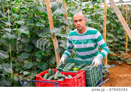Man farmer carrying box with picked cucumbers Man farmer carrying box with picked cucumbers 87600283