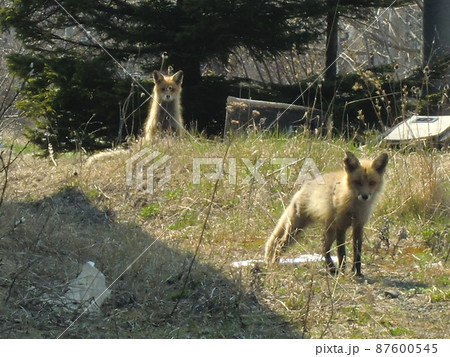 キタキツネ　キツネ　きつね　北海道　動物　狐 87600545