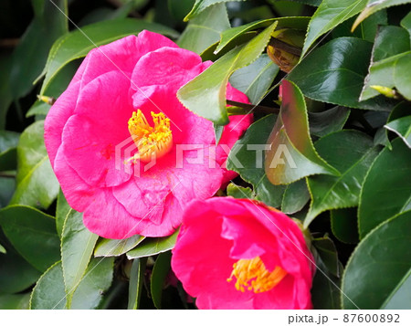 満開のツバキの花 満開のツバキの花 87600892