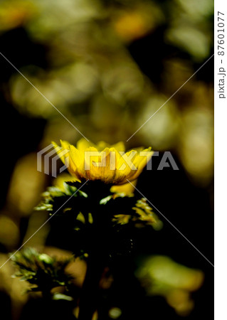 福寿草 87601077