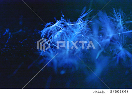 幻想的な暗闇に浮かぶタンポポの綿毛 幻想的な暗闇に浮かぶタンポポの綿毛 87601343