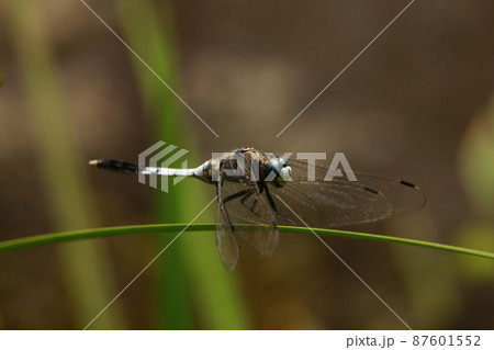 オオシオカラトンボ 87601552