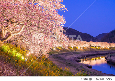 《静岡県》満開の河津桜・夜桜輝く南伊豆町 87601595