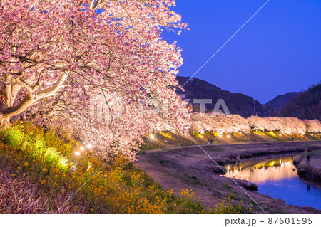 《静岡県》満開の河津桜・夜桜輝く南伊豆町 《静岡県》満開の河津桜・夜桜輝く南伊豆町 87601595