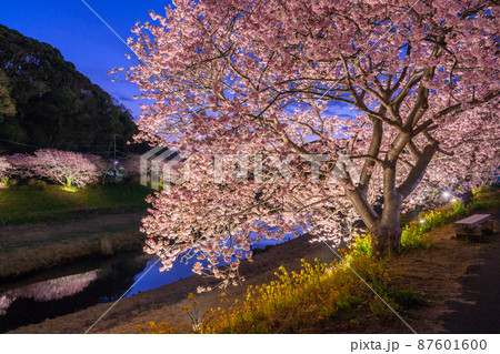 《静岡県》満開の河津桜・夜桜輝く南伊豆町 《静岡県》満開の河津桜・夜桜輝く南伊豆町 87601600
