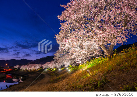 《静岡県》満開の河津桜・夜桜輝く南伊豆町 《静岡県》満開の河津桜・夜桜輝く南伊豆町 87601610