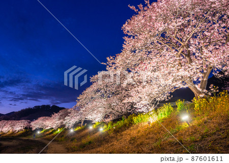 《静岡県》満開の河津桜・夜桜輝く南伊豆町 《静岡県》満開の河津桜・夜桜輝く南伊豆町 87601611