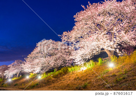 《静岡県》満開の河津桜・夜桜輝く南伊豆町 《静岡県》満開の河津桜・夜桜輝く南伊豆町 87601617