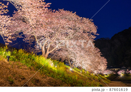 《静岡県》満開の河津桜・夜桜輝く南伊豆町 《静岡県》満開の河津桜・夜桜輝く南伊豆町 87601619