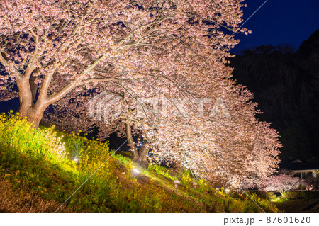 《静岡県》満開の河津桜・夜桜輝く南伊豆町 《静岡県》満開の河津桜・夜桜輝く南伊豆町 87601620